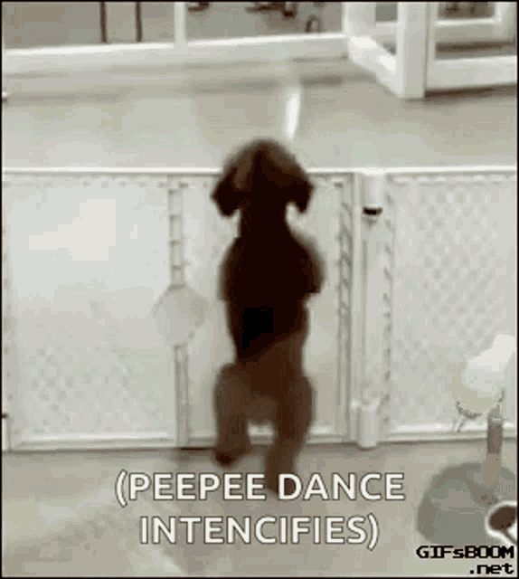 dog-dancing-dance.gif