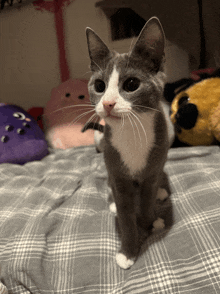a grey and white cat sitting on a bed