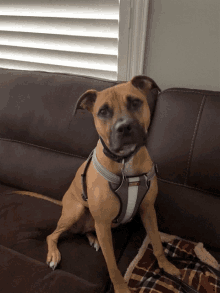 a dog wearing a harness sits on a couch