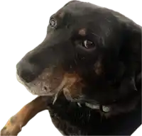 a close up of a black and brown dog 's face
