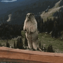 Screaming Marmot Gif Screaming Scream Marmot Discover Share Gifs