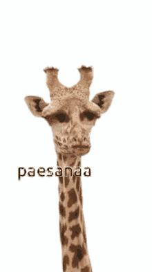 Paesanaa Giraffe GIF - Paesanaa Giraffe Laughing GIFs