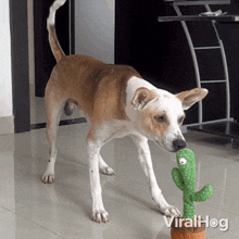 Surprised Dog GIF - Surprised Dog Viralhog GIFs