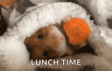 Chimp Eat Cute GIF - Chimp Eat Cute Carrots GIFs