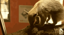 a zoo logo can be seen in the background of a bear