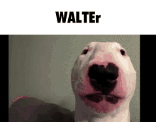 Walter Dog GIF - Walter Dog Stare GIFs