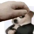 a close up of a person 's hand touching a dog 's face .