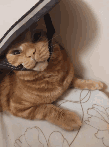 Cat Sandal GIF - Cat Sandal Frappe GIFs
