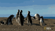 Fooling Around Homewrecking Penguin GIF