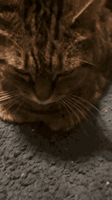 a close up of a cat 's face with a gray background