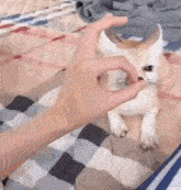 a person is playing with a small white cat on a bed .