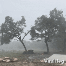 Storm Knocks Over An Oak Viralhog GIF