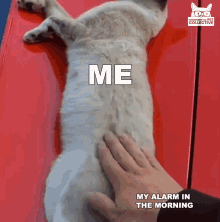a cat is laying on its back with the words me my alarm in the morning