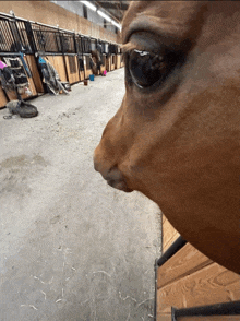a close up of a horse 's eye in a barn