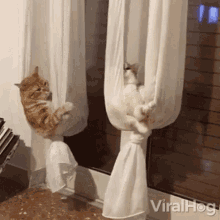 Cats Chillin Viralhog GIF - Cats Chillin Viralhog Dont Mind Us GIFs