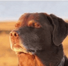 a close up of a brown dog 's face with its eyes closed in a field .