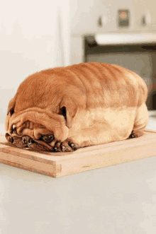 Oh_know_owner_im_not_bread_ima_cute_fat_dog GIF - Oh_know_owner_im_not_bread_ima_cute_fat_dog GIFs
