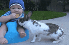 Bunny Steals Cracker From Baby GIF - Rabbit Bunny Child GIFs