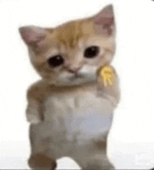 Cat Cry GIF