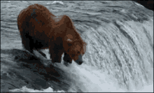 Bear Brownbear GIF - Bear Brownbear Catching GIFs