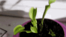 Smoke Plant GIF - Smoke Plant Sesh GIFs
