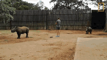 running around orphaned by poachers a baby rhino makes a new friend world rhino day playing enjoying