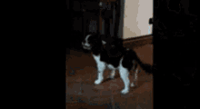 a black and white dog is standing on a tiled floor .