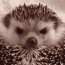Happy Hedgehog GIF