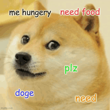 Doge Food GIF