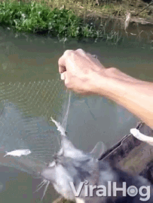 Fishing Caught One GIF - Fishing Caught One Cat GIFs
