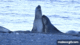 a couple of seals laying on the shore of a body of water with make a gif.com in the corner