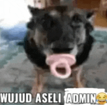 Wujud Aseli Admin Pacifier Dog GIF