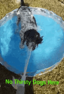 Thirsty Dog GIF - Thirsty Dog Summer GIFs