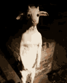 Creepy Standing Lamb GIF - Creepy Standing Lamb GIFs