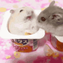 Hamster Kurumichan GIF - Hamster Kurumichan Yogurt GIFs
