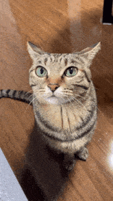 Kiji Stare Kiji Cat GIF - Kiji Stare Kiji Cat Kiji GIFs