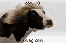 Cow10 Cow GIF