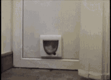 Cat Cute GIF - Cat Cute Door GIFs