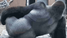 a gorilla is laying on its back on the ground and scratching itself .