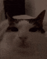 Ahuel Cat GIF - Ahuel Cat GIFs