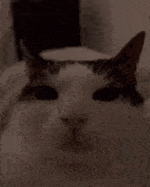 a close up of a cat 's face with black eyes looking at the camera