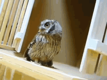 Paranormal Activity GIF - Paranormal Activity Owl Confused GIFs
