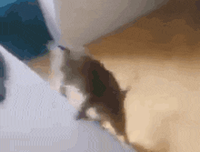 Cat Cat Falling Backwards GIF