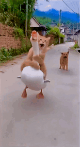 a cat riding on the back of a duck while a dog watches