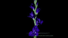 Flowers Time Lapse GIF - Flowers Nature Beuty GIFs