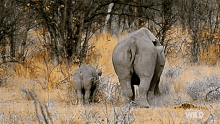 Charge Witness A Rhino Rumble GIF