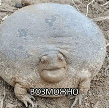 a frog with the word bo3moжho on the bottom of it