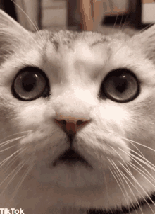 Cat Kitty GIF - Cat Kitty Cute GIFs