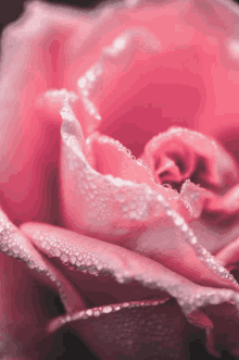 Pink White57 Bloom55 GIF