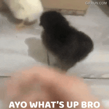 Ayo What'S Up GIF - Ayo What'S Up Wassup GIFs